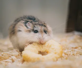 Food for you